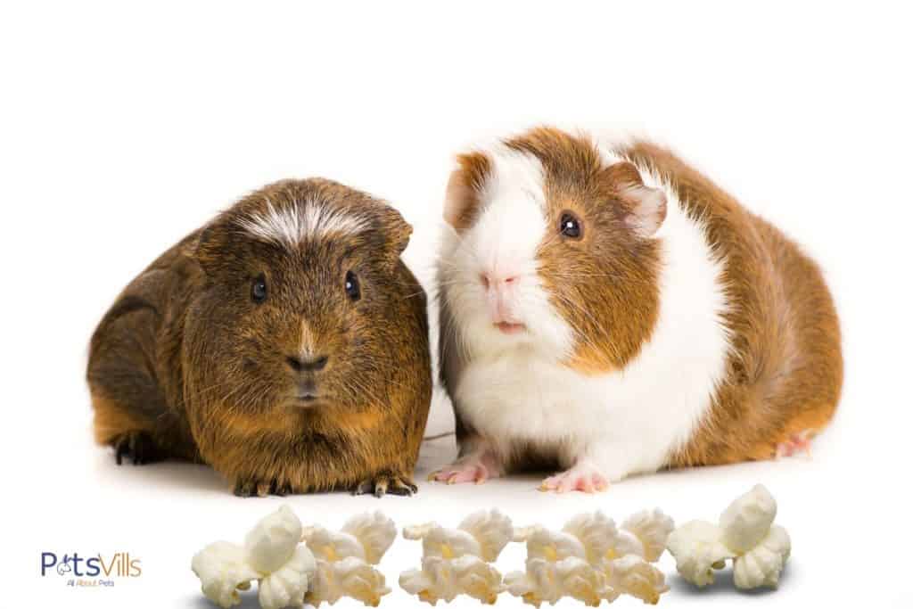 popcorn and guinea pigs