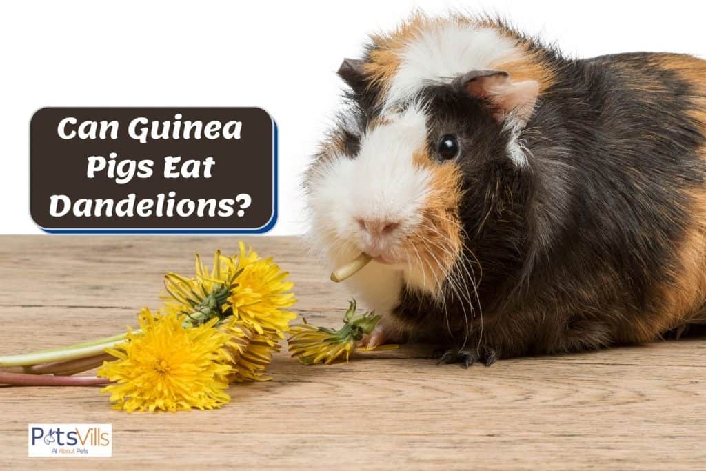 guinea pig chewing dandelion but can guinea pigs eat dandelions?