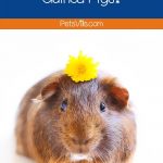 a cute cavy with dandelion on the head: can guinea pigs eat dandelions?