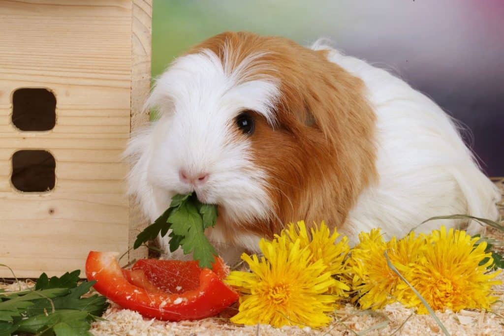 a white cavy eating green leaves and dandelions
