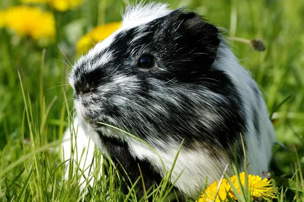 a black and white guinea with dandelions all over the place