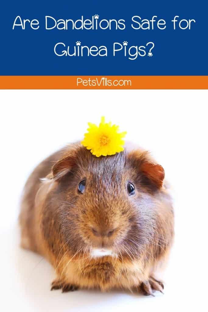 a cute cavy with dandelion on the head: can guinea pigs eat dandelions?