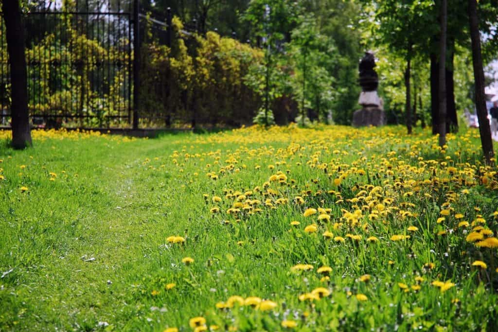 a field of yellow dandelions