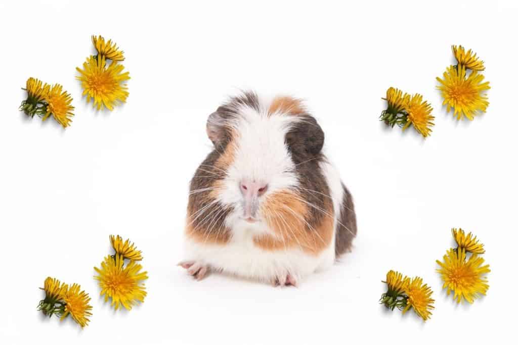 cavy surrounded with dandelions: can guinea pigs eat dandelions?