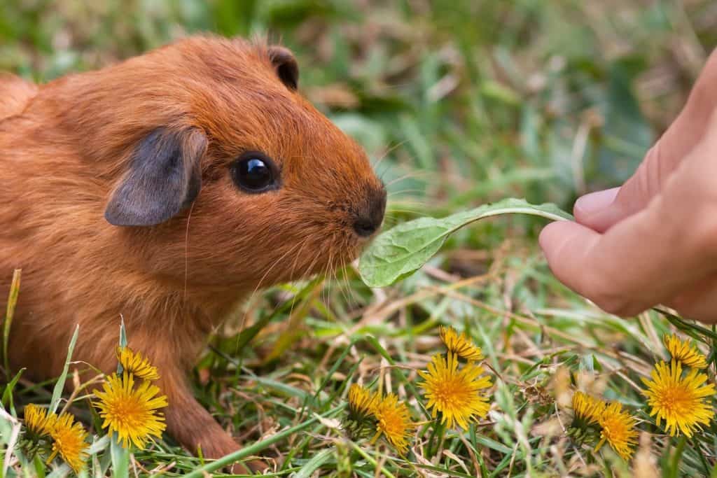 a brown guinea pig is about to eat a leaf from a lady's hand