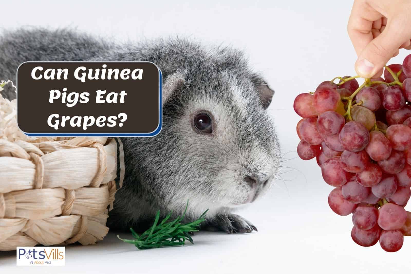 a hand holding a bunch of grapes giving to a cavy but can guinea pigs eat grapes?