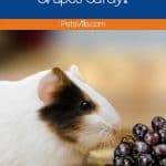 a white guinea pig smelling grapes but can guinea pigs eat grapes?