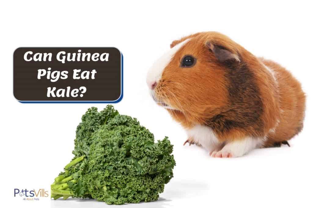 brown guinea pig and kale: can guinea pigs eat kale?