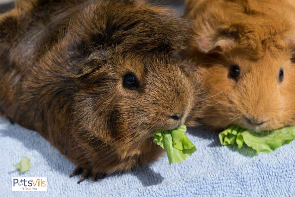 two brown cavies eating lettuce