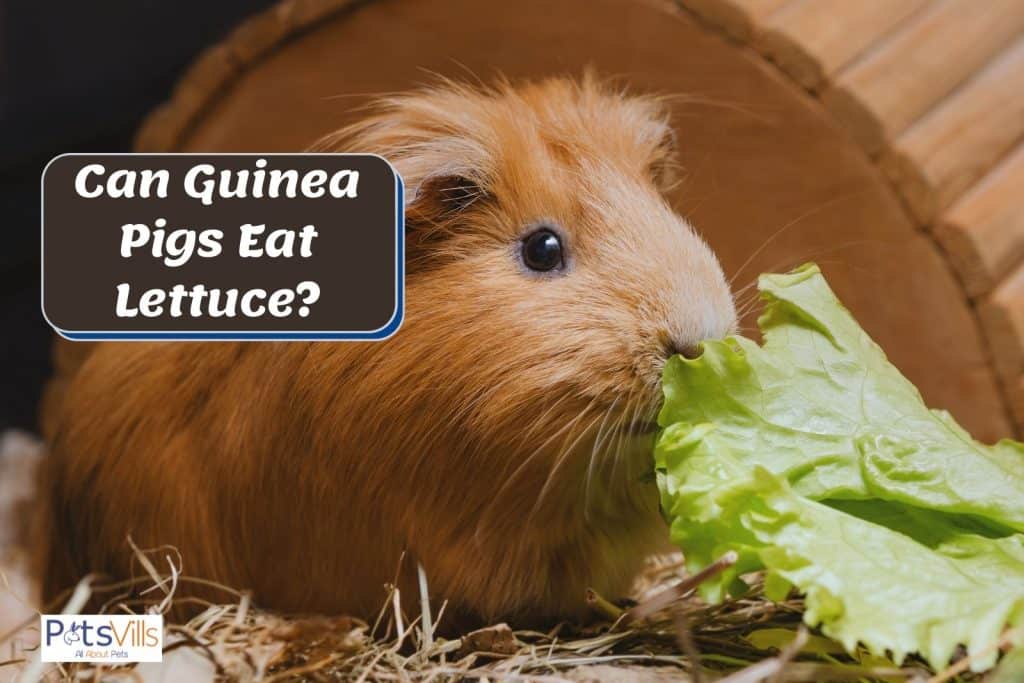 guinea pig smelling a lettuce but can guinea pigs eat lettuce?