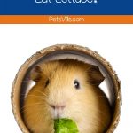 a cute guinea pig in a hole eating lettuce