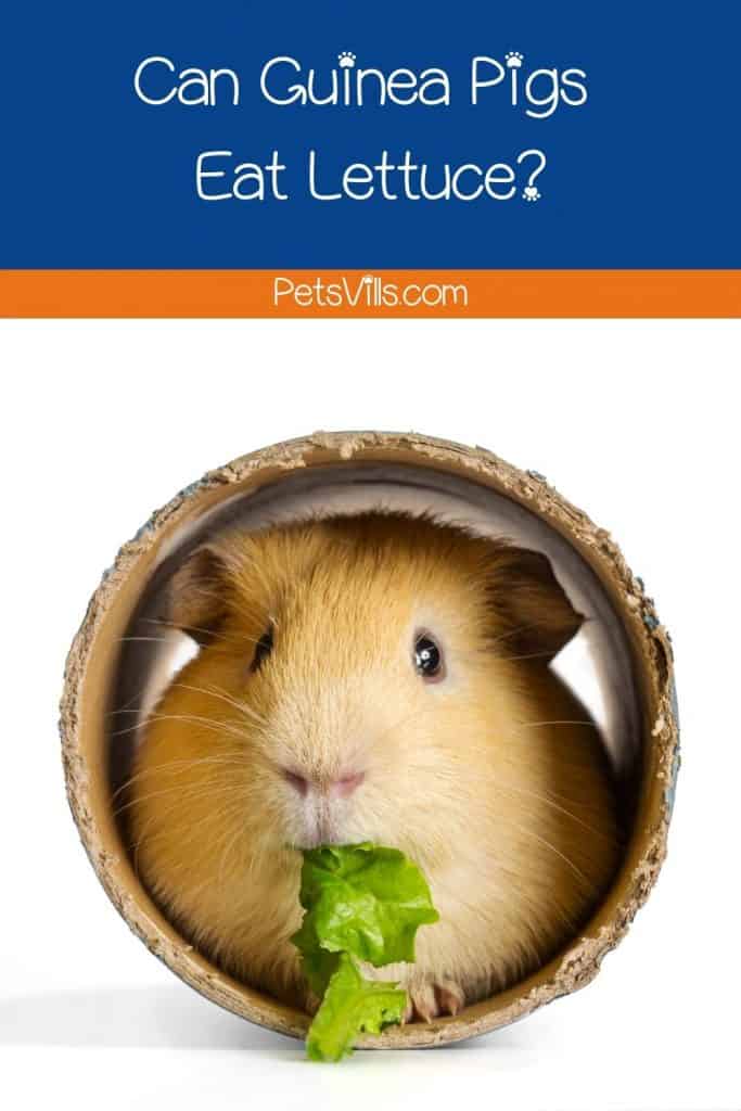 a cute guinea pig in a hole eating lettuce
