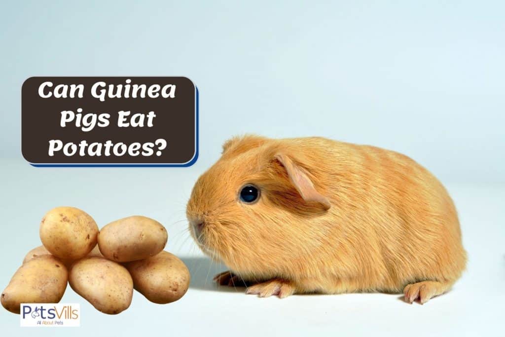 brown guinea pig smelling potatoes: can guinea pigs eat potatoes? Is it safe?