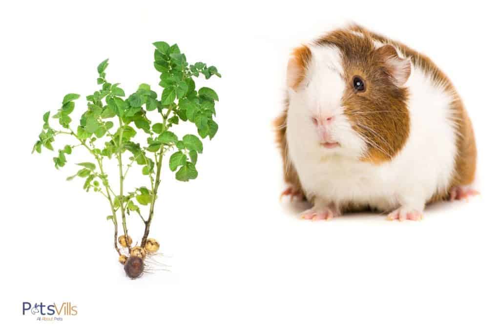 guinea pig and potato sprout