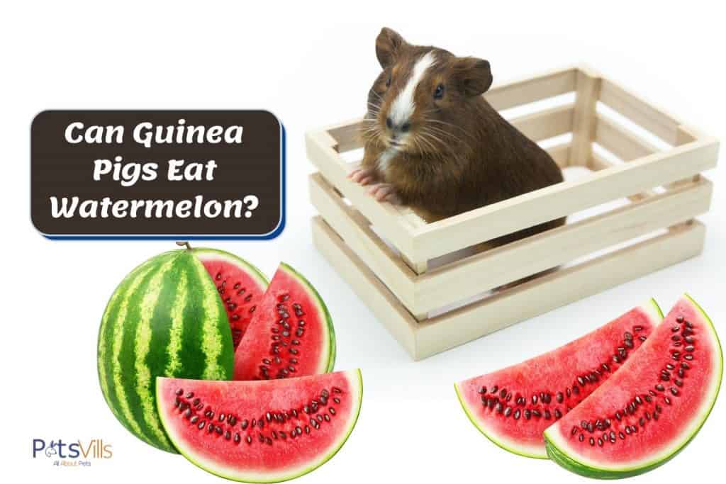guinea pig in a box and fresh watermelons outside: can guinea pigs eat watermelon?