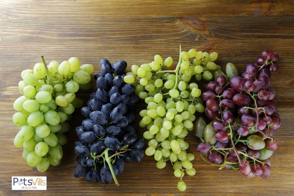 different variety of grapes