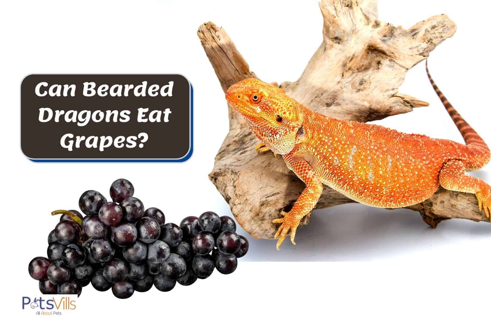 bearded dragon and grapes: can my bearded dragon eat grapes?