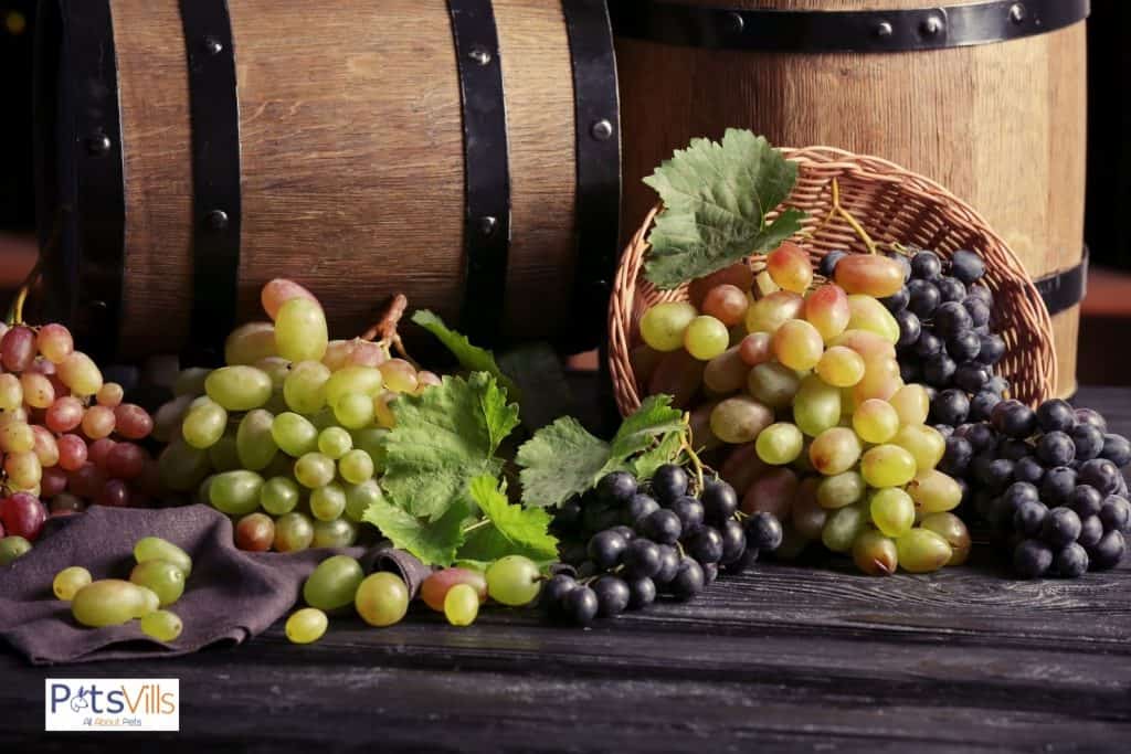 fresh grapes in the table