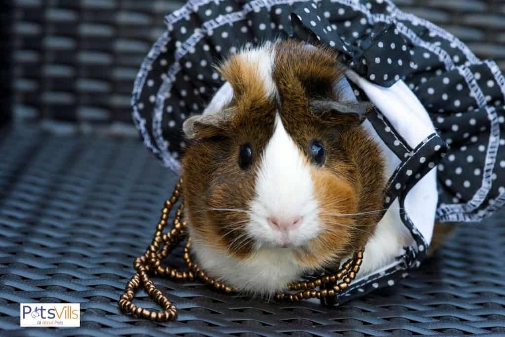 a pretty guinea pig wearing a polka dot dress