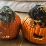 two cute guinea pigs inside Halloween pumpkins