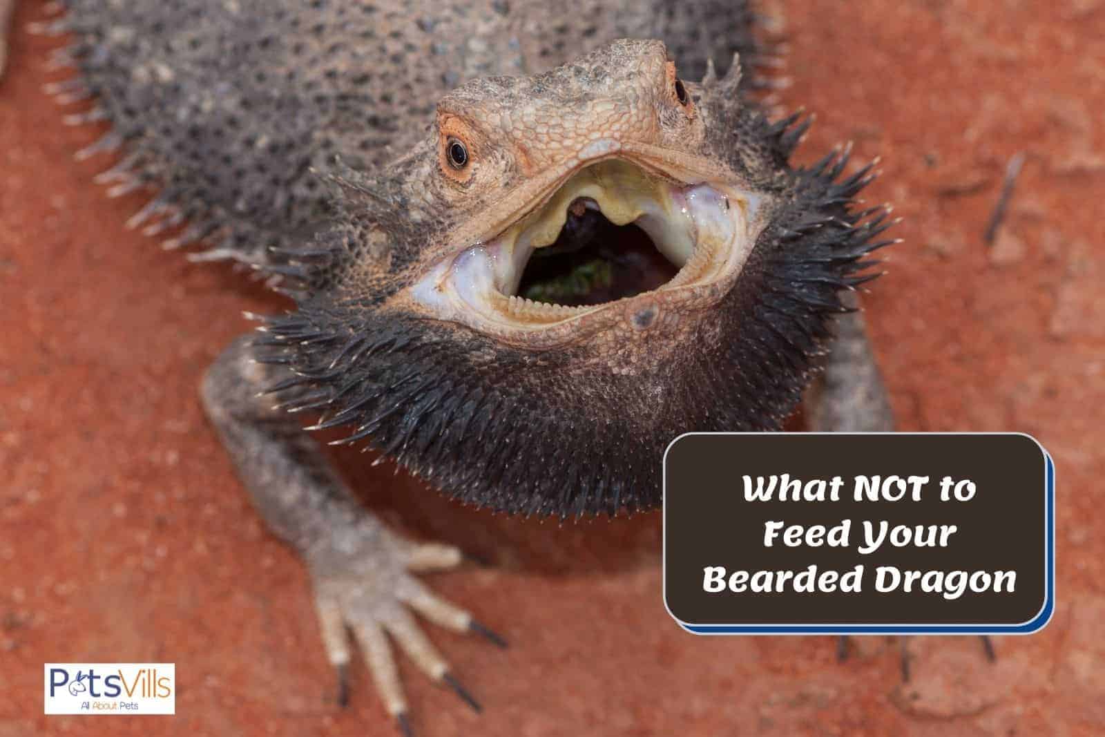 bearded dragon with open mouth and text what NOT to feed your bearded dragon