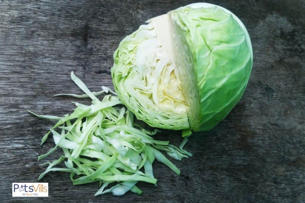fresh whole and chopped cabbage: can bearded dragons eat cabbage?
