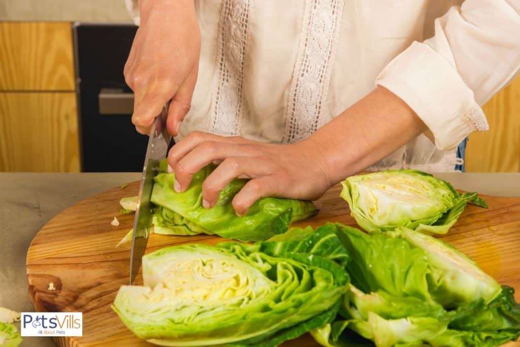 a lady chopping a fresh cabbage using a sharp knife