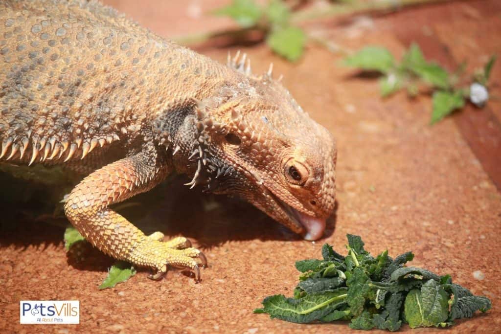 bearded dragon licking the surface beside a kale