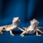 curious baby bearded dragons