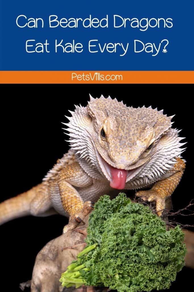 a bearded dragon is about to lick a kale but can bearded dragons eat kale?