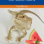 bearded dragon and slices of watermelon
