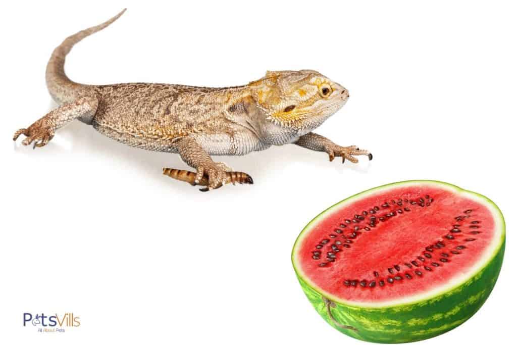 bearded dragon crawling towards the watermelon but can bearded dragons eat watermelon?