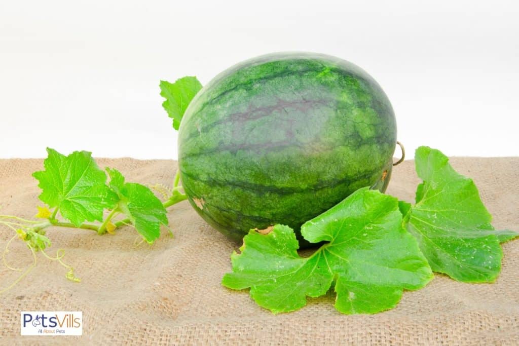 a whole watermelon with leaves on it