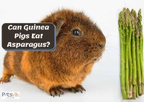 Can Guinea Pigs Eat Asparagus? (Benefits, Risks, and More)