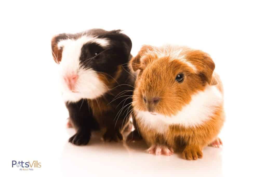 cute baby guinea pigs