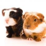 cute baby guinea pigs