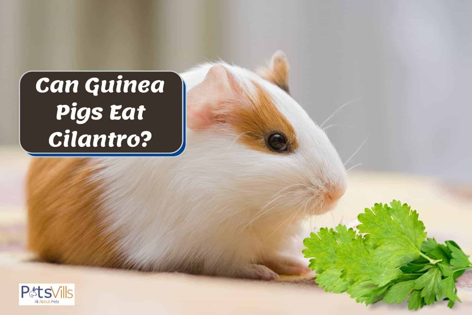 guinea pig smelling cilantro but can guinea pigs eat cilantro?
