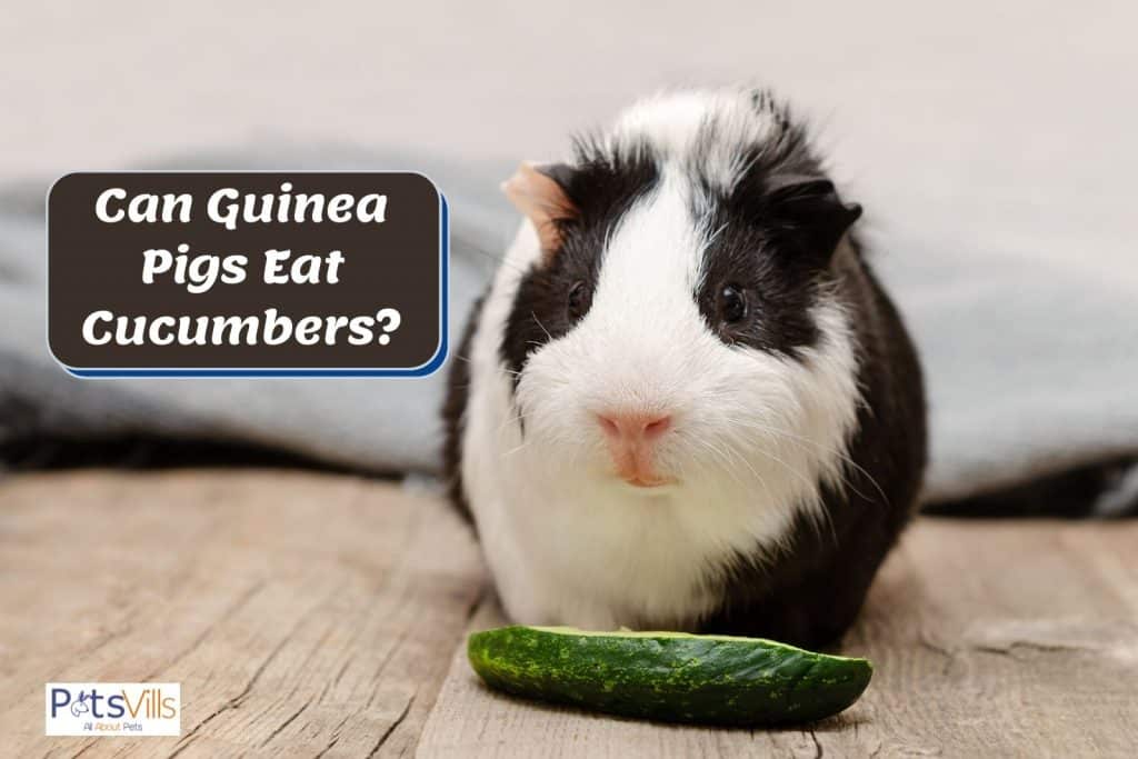black and white guinea pig and a cucumber in front of him: can guinea pigs eat cucumbers?