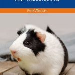 a guinea pig and cucumber : can guinea pigs eat cucumbers?