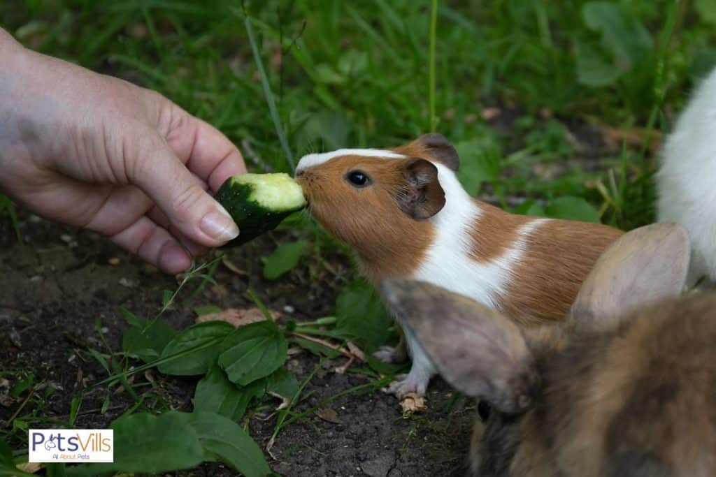 a hand giving cucumber to a guinea pig