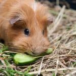 brown guinea pig eating cucumber
