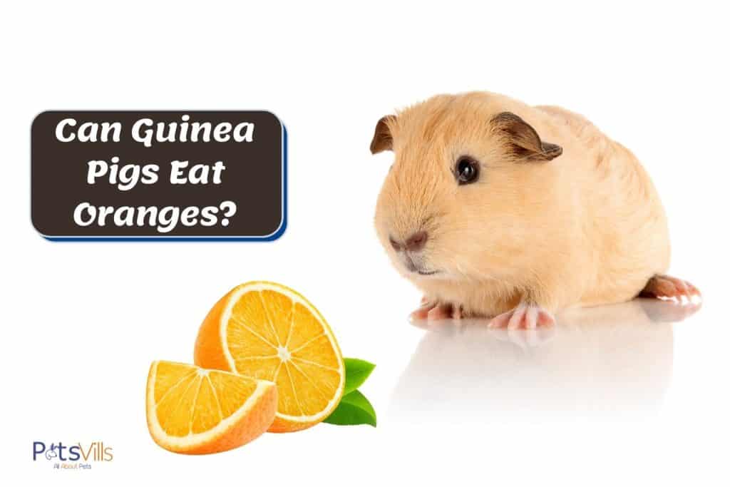 brown guinea pig and freshly cut orange: can guinea pigs eat oranges?