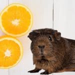 a cute guinea pig with oranges beside him