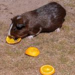 brown guinea pig eating orange but can guinea pigs eat oranges safely?
