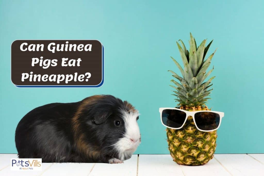 guinea pig and a pineapple: can guinea pigs eat pineapple?