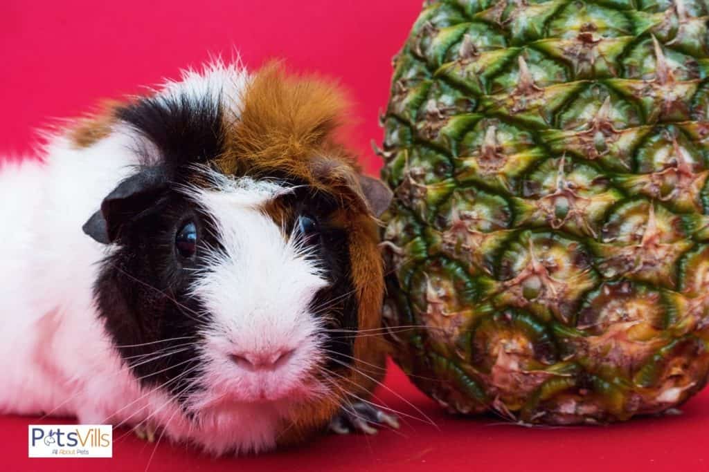 tri-colored cavy beside a pineapple