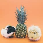 a pineapple between two guinea pigs