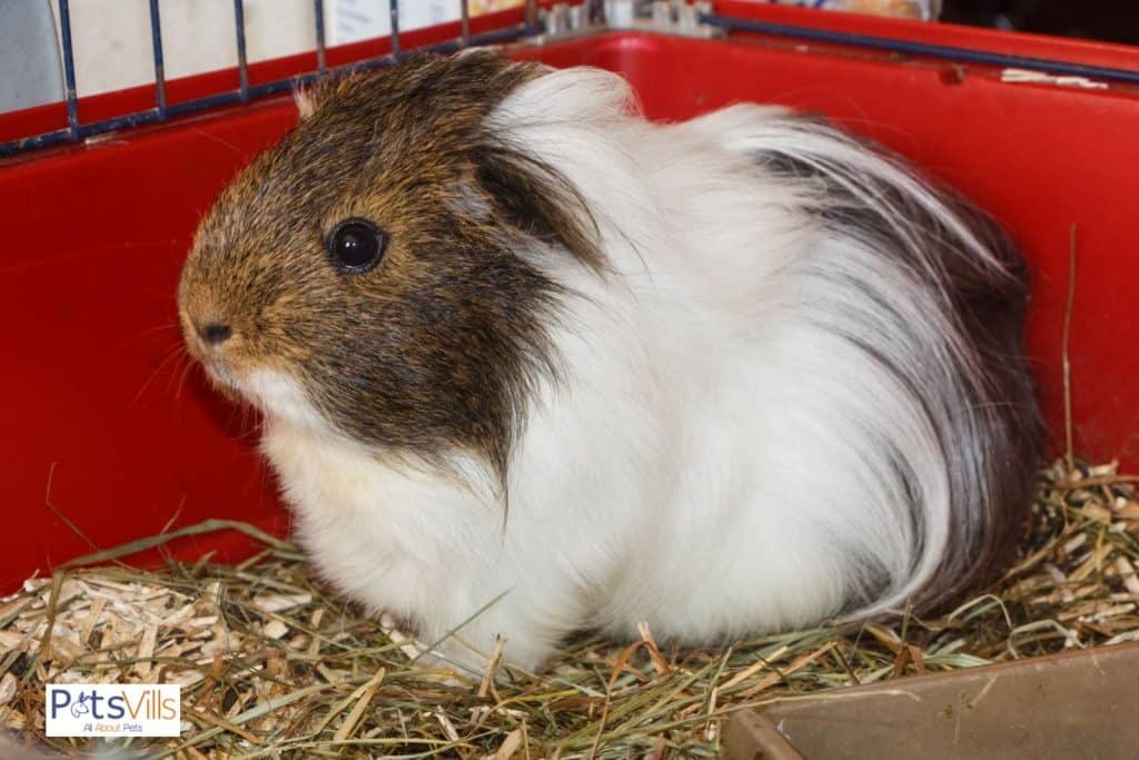 guinea pig inside a cage: can guinea pigs travel in a car as well?