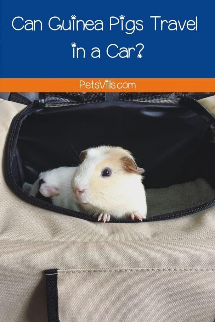 guinea pigs in a carrier