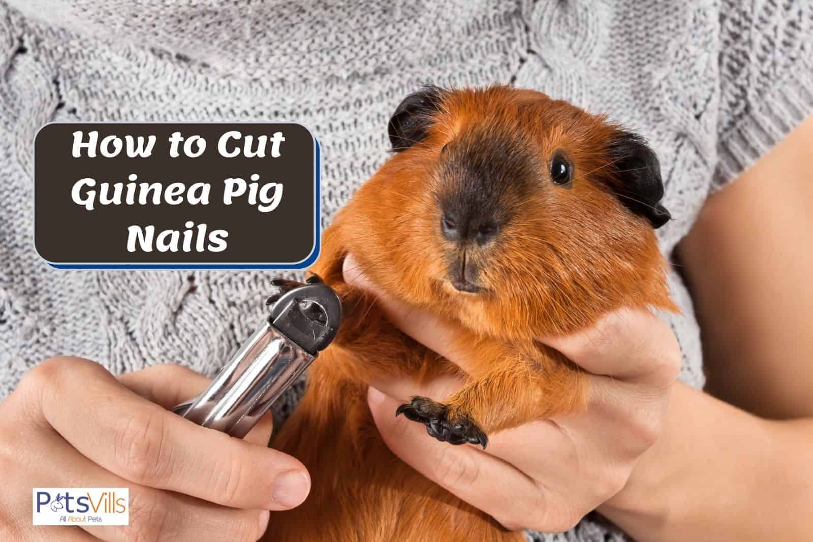 a lady showing a demonstration on how to cut guinea pig nails